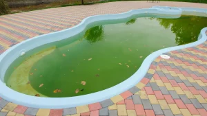 Green pool in home with leaves and algae